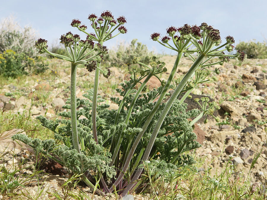 Mojave desert parsley (Lomatium mohavense) [Red Rock Canyon State Park, Kern County, California]