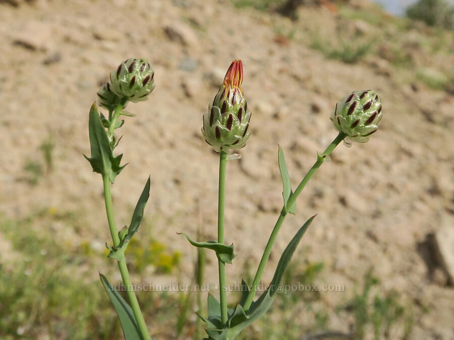 snake's-head, budding (Malacothrix coulteri) [Red Rock Canyon State Park, Kern County, California]