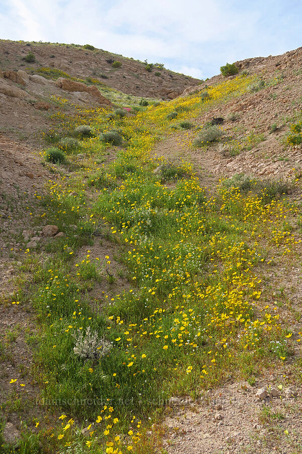 Bigelow's coreopsis (Leptosyne bigelovii (Coreopsis bigelovii)) [Red Rock Canyon State Park, Kern County, California]
