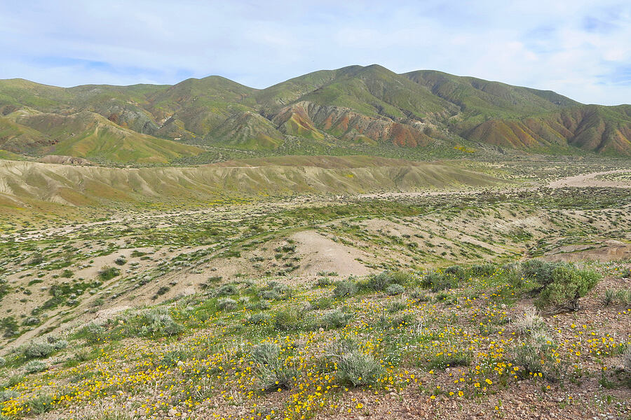 wildflower-covered hills [Red Rock Canyon State Park, Kern County, California]