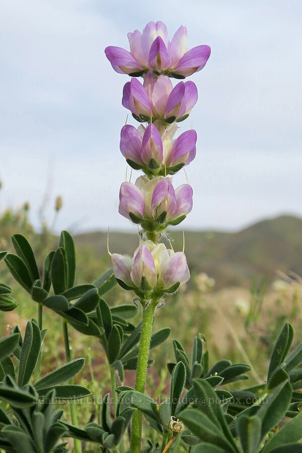 chick lupine (Lupinus microcarpus) [Red Rock Canyon State Park, Kern County, California]