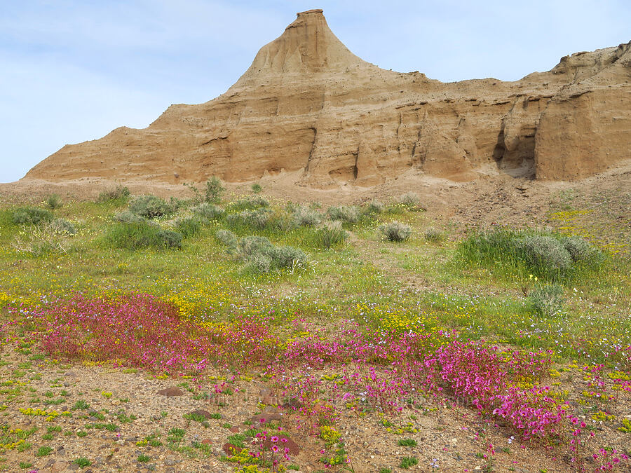 wildflowers & sandstone (Erythranthe rhodopetra, Lepidium flavum, Lasthenia gracilis, Gilia sp.) [Red Rock Canyon State Park, Kern County, California]
