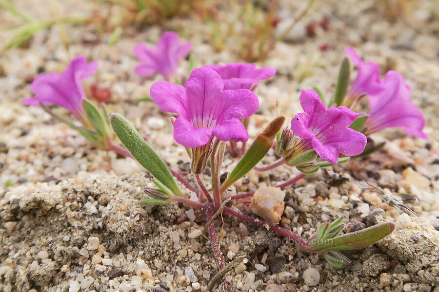 purple mat (Nama demissa (Nama demissum)) [Red Rock Canyon State Park, Kern County, California]