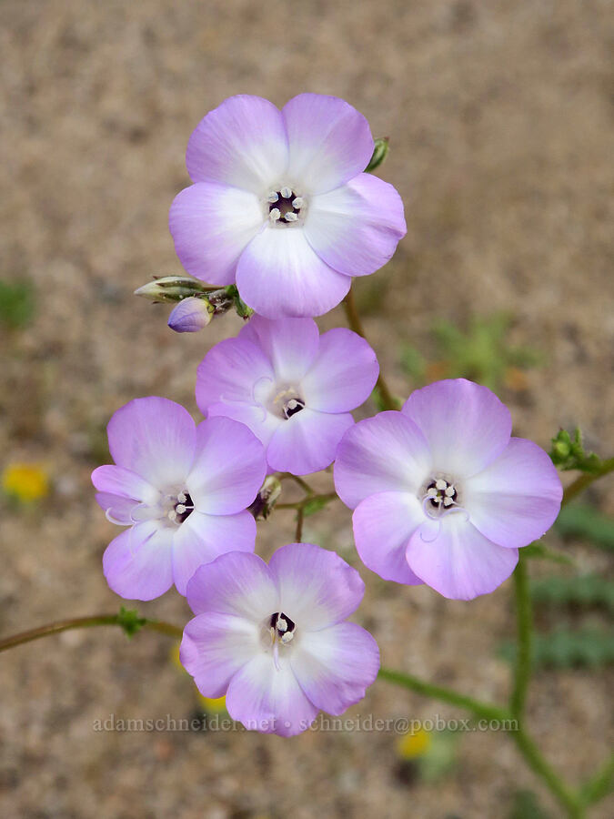 showy gilia (Gilia cana ssp. speciosa) [Red Rock Canyon State Park, Kern County, California]