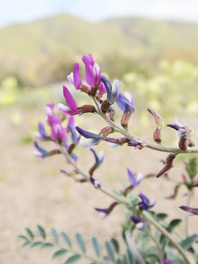 milk-vetch (Astragalus sp.) [Red Rock Canyon State Park, Kern County, California]