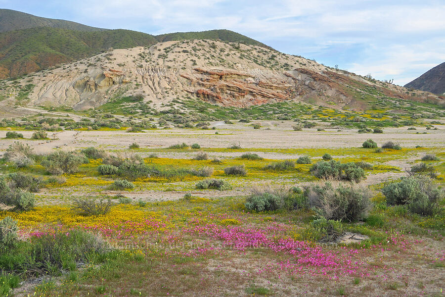 wildflowers (Erythranthe rhodopetra, Lasthenia gracilis, Lepidium flavum, Malacothrix glabrata) [Red Rock Canyon State Park, Kern County, California]