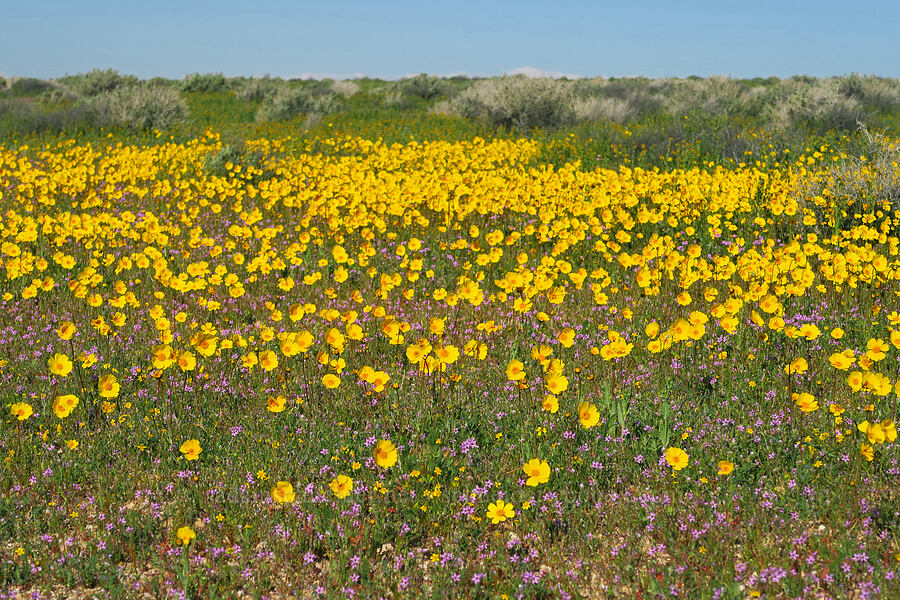 wildflowers & weeds (Leptosyne bigelovii (Coreopsis bigelovii), Lasthenia gracilis, Erodium cicutarium) [U.S. Highway 395, San Bernardino County, California]