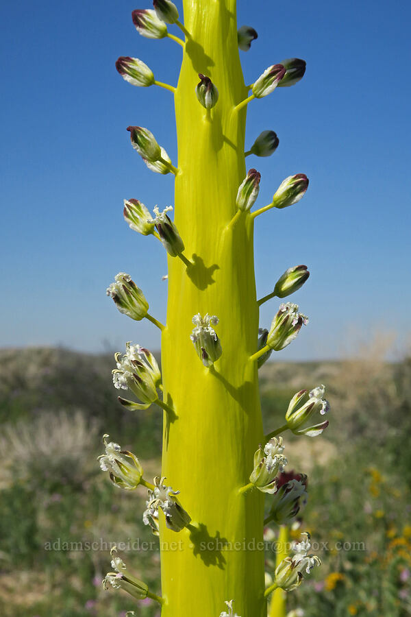 desert candle (Caulanthus inflatus) [U.S. Highway 395, San Bernardino County, California]