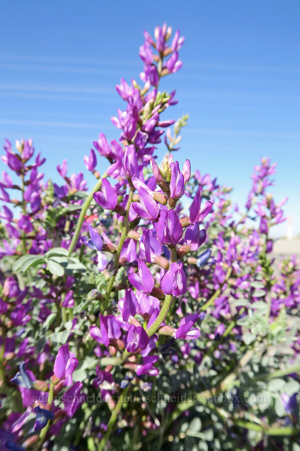 milk-vetch (Astragalus sp.) [U.S. Highway 395, San Bernardino County, California]