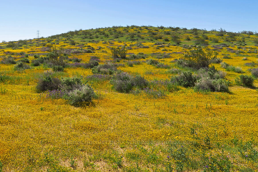 wildflowers (Lasthenia gracilis, Lepidium flavum, Phacelia distans) [Dorchester Road, San Bernardino County, California]