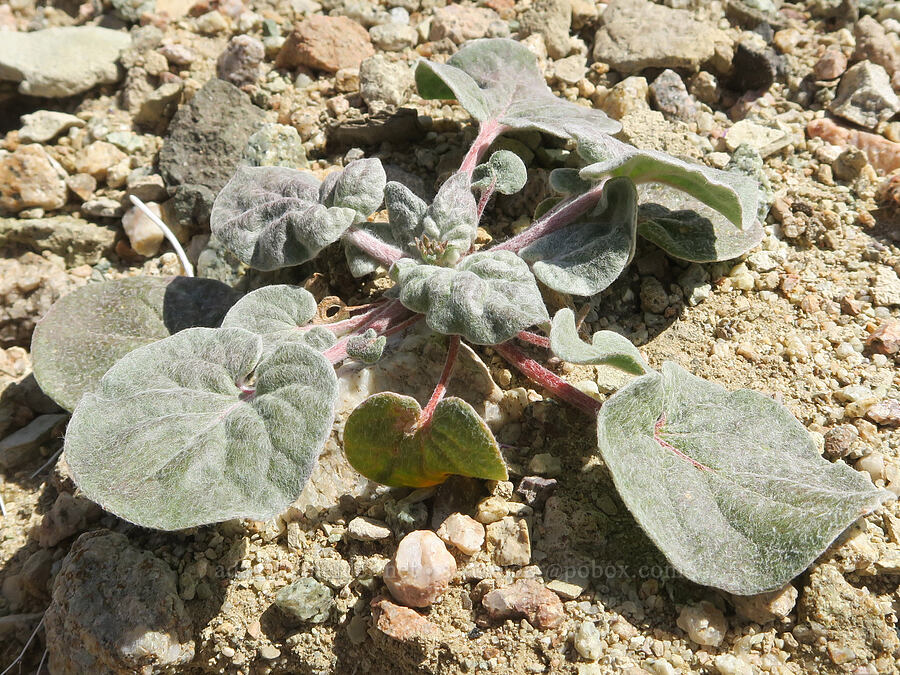 woolly buckwheat leaves (Eriogonum sp.) [Rainbow Basin Natural Area, San Bernardino County, California]