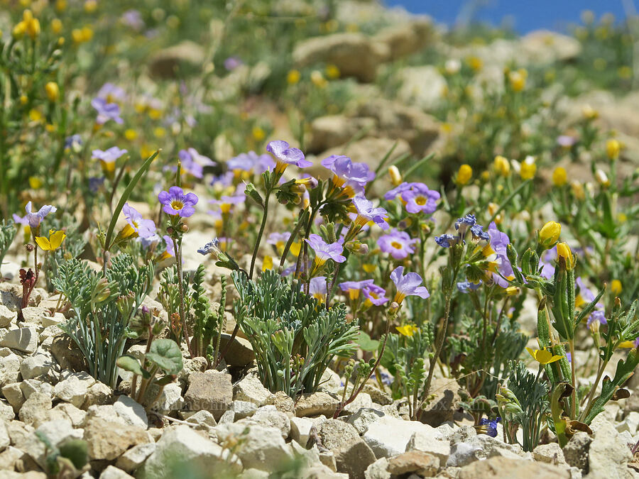 Fremont's phacelia & pygmy poppies (Phacelia fremontii, Eschscholzia minutiflora) [Rainbow Basin Natural Area, San Bernardino County, California]