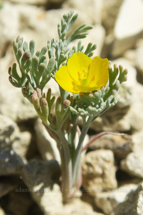 pygmy poppy (Eschscholzia minutiflora) [Rainbow Basin Natural Area, San Bernardino County, California]
