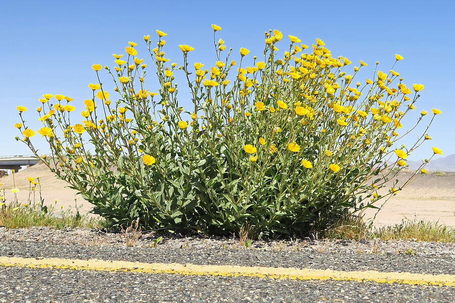 desert gold (Geraea canescens) [Kelbaker Road, San Bernardino County, California]