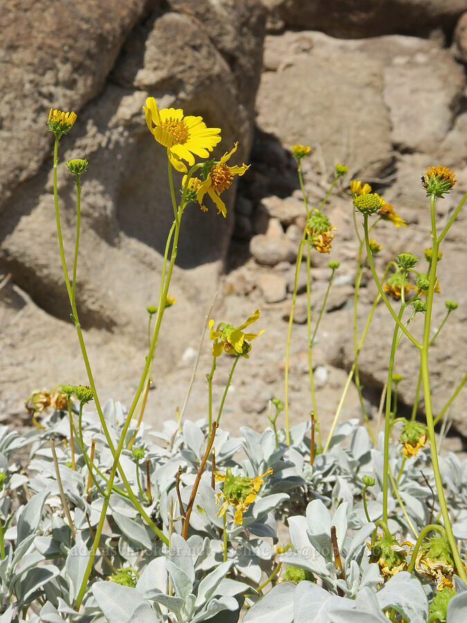 brittlebush (Encelia farinosa) [Salt Creek Hills ACEC, San Bernardino County, California]