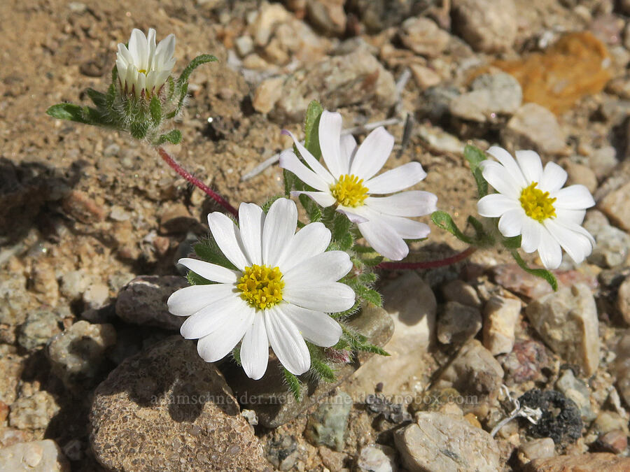 Mojave desert-star (Monoptilon bellioides) [Furnace Creek Road, Inyo County, California]