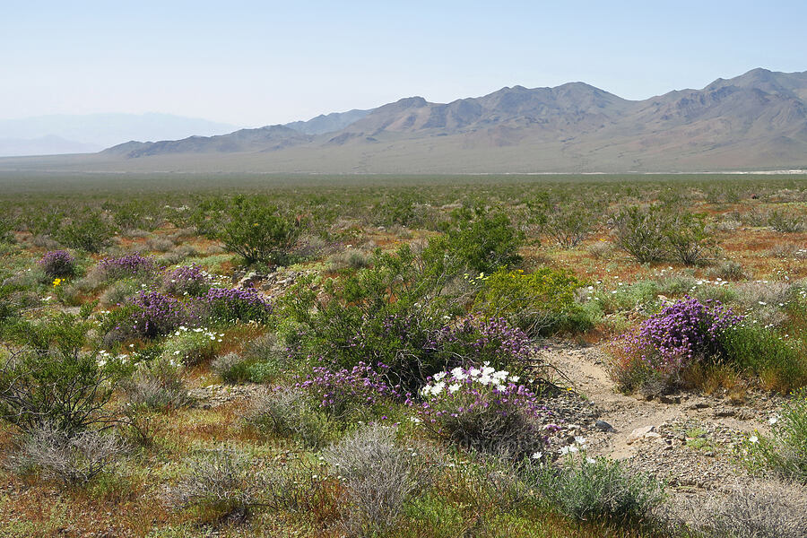 wildflowers (Rafinesquia neomexicana, Phacelia vallis-mortae, Larrea tridentata) [Smith Talc Road, San Bernardino County, California]