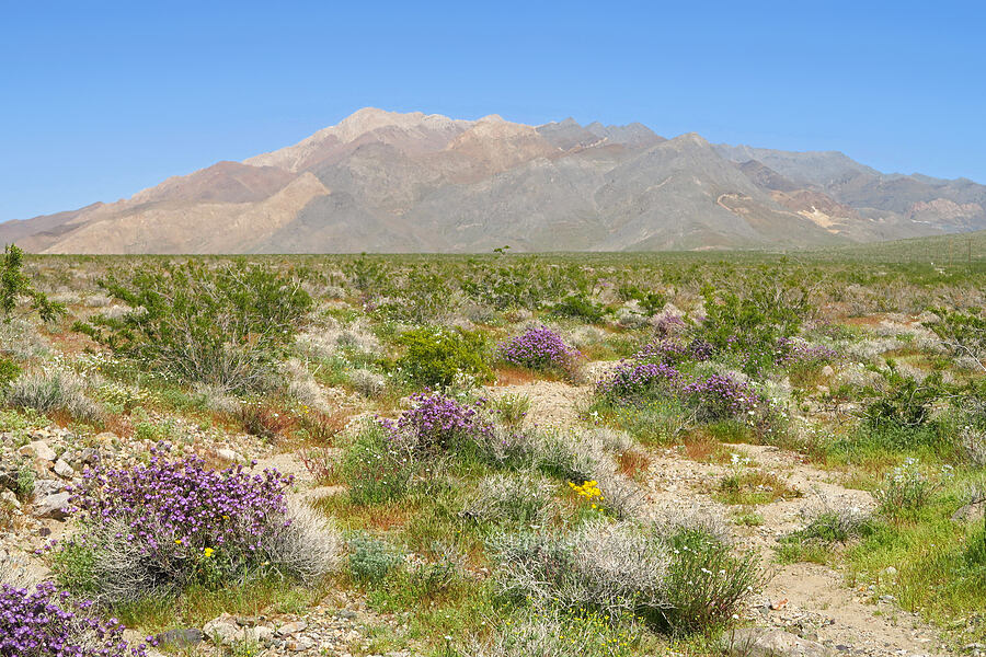 wildflowers & the Kingston Range (Phacelia vallis-mortae, Eschscholzia sp., Chaenactis sp., Mentzelia sp.) [Smith Talc Road, San Bernardino County, California]