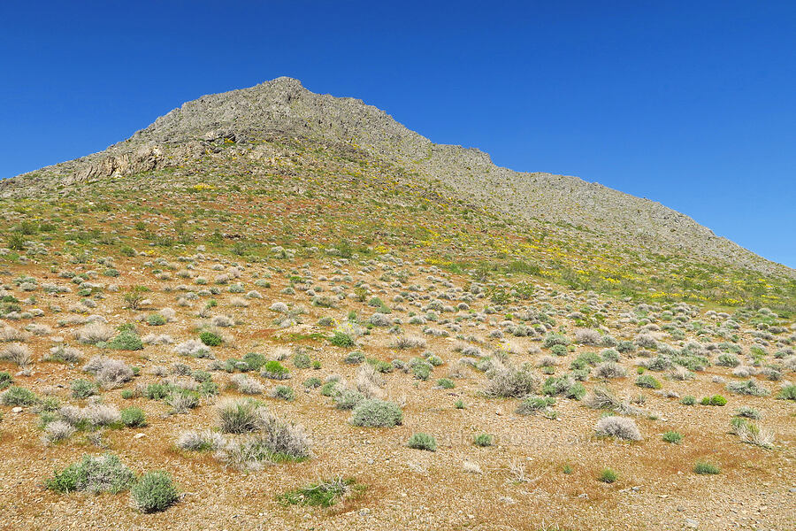 desert scrub & wildflowers [Excelsior Mine Road, Inyo County, California]