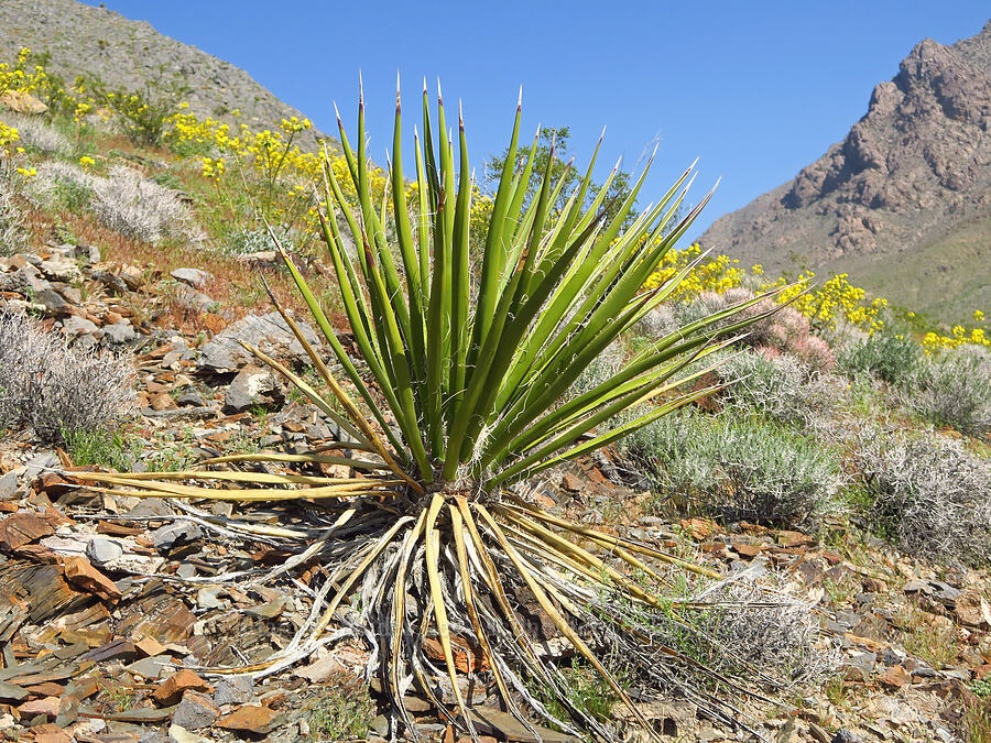 Mojave yucca (Yucca schidigera) [Excelsior Mine Road, Inyo County, California]