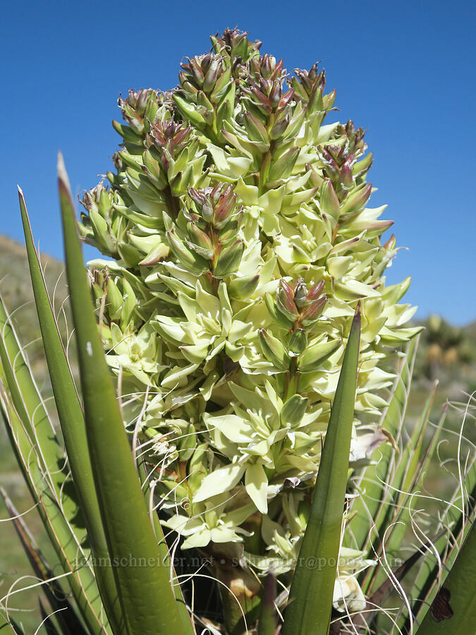 Mojave yucca flowers (Yucca schidigera) [Excelsior Mine Road, San Bernardino County, California]