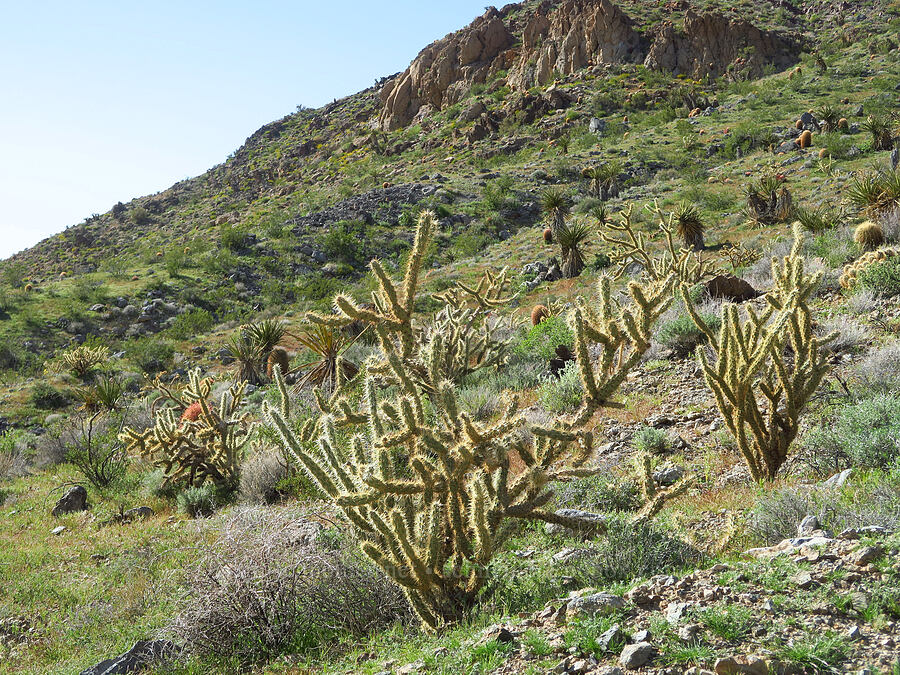 cholla, yucca, & cactus (Cylindropuntia acanthocarpa (Opuntia acanthocarpa), Yucca schidigera, Echinocereus engelmannii, Ferocactus cylindraceus) [Crystal Springs, San Bernardino County, California]