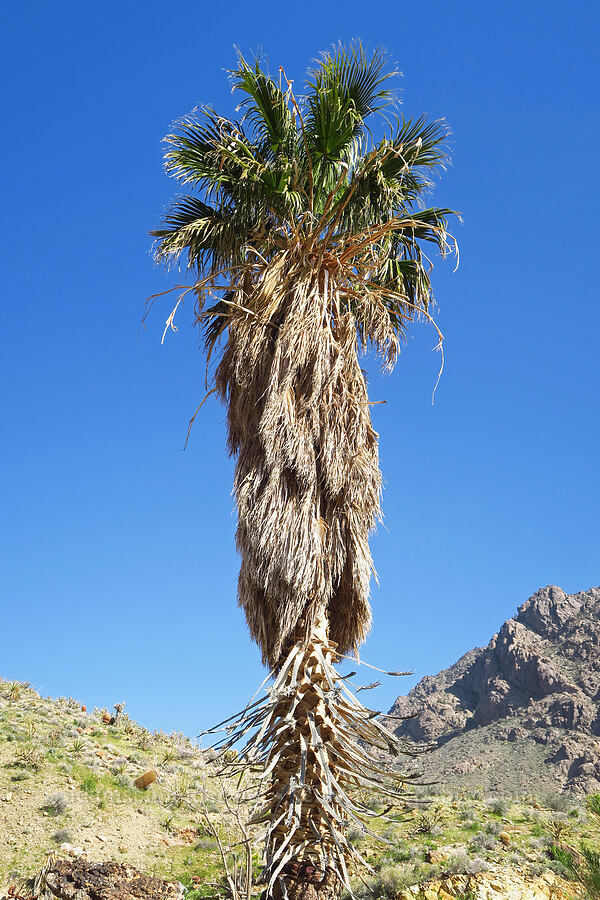 abandoned palm tree (Washingtonia filifera) [Crystal Springs, San Bernardino County, California]