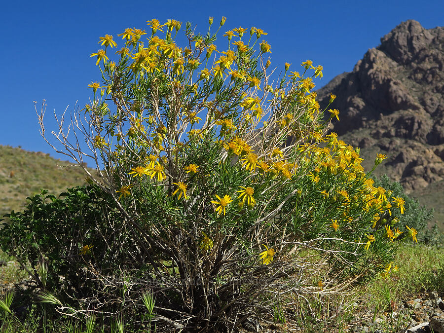 narrow-leaf goldenbush (Ericameria linearifolia (Haplopappus linearifolius)) [Crystal Springs, San Bernardino County, California]