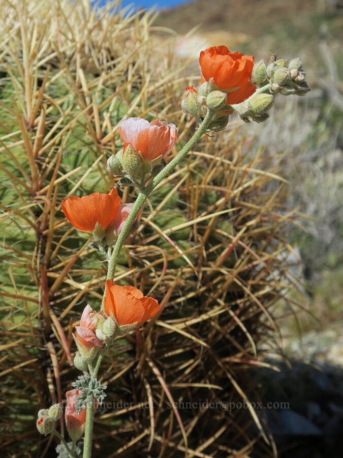 globe-mallow & barrel cactus (Sphaeralcea ambigua, Ferocactus cylindraceus) [Crystal Springs, San Bernardino County, California]