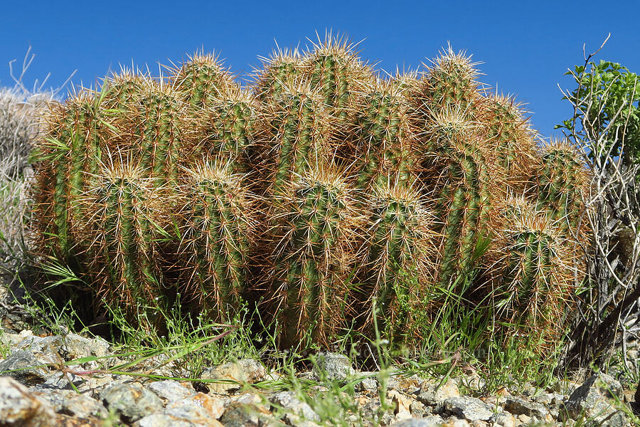 strawberry hedgehog cactus (Echinocereus engelmannii) [Crystal Springs, San Bernardino County, California]