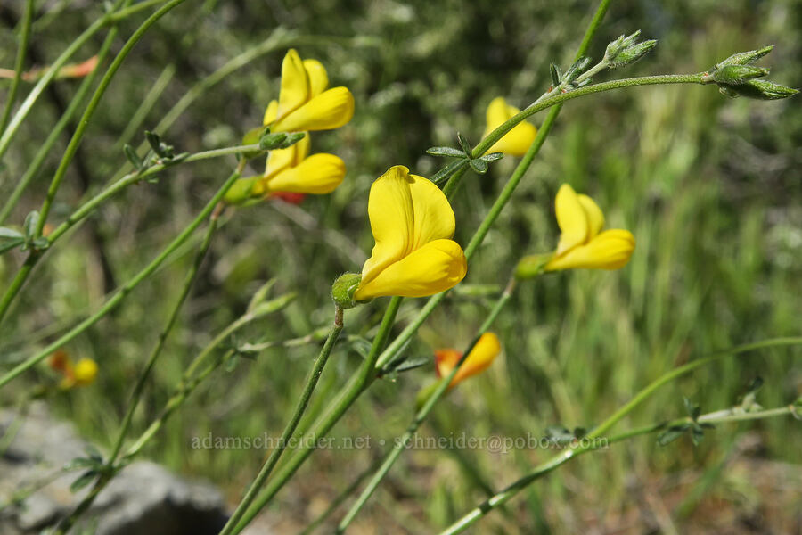 desert lotus (Acmispon rigidus (Lotus rigidus)) [Excelsior Mine Road, San Bernardino County, California]
