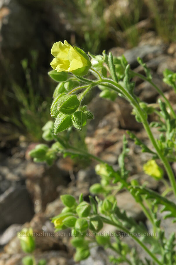 whispering bells (Emmenanthe penduliflora) [Excelsior Mine Road, San Bernardino County, California]