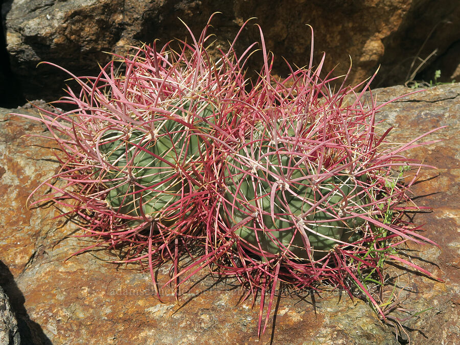 California barrel cactus (Ferocactus cylindraceus) [Excelsior Mine Road, San Bernardino County, California]