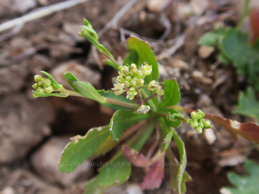 hairy-pod pepper-weed (Lepidium lasiocarpum) [Excelsior Mine Road, San Bernardino County, California]