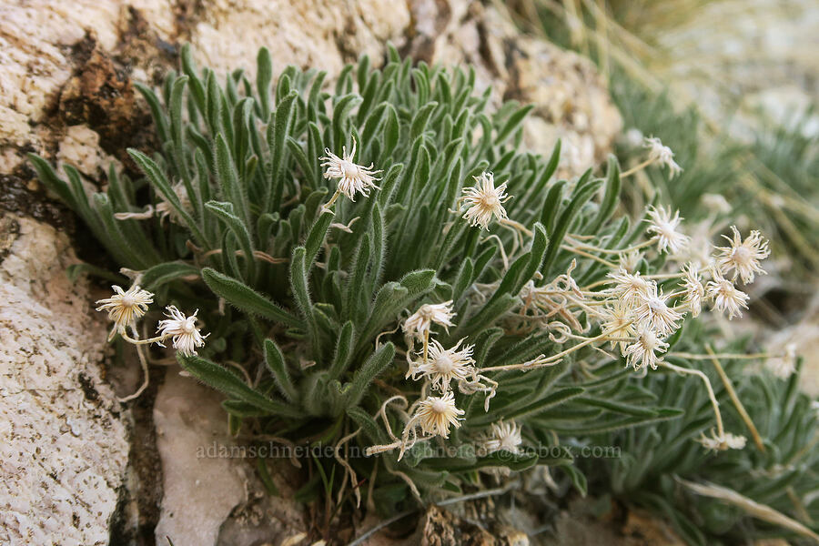 Navajo fleabane with last year's flower heads (Erigeron concinnus var. concinnus (Erigeron pumilus var. concinnus)) [Excelsior Mine Road, San Bernardino County, California]
