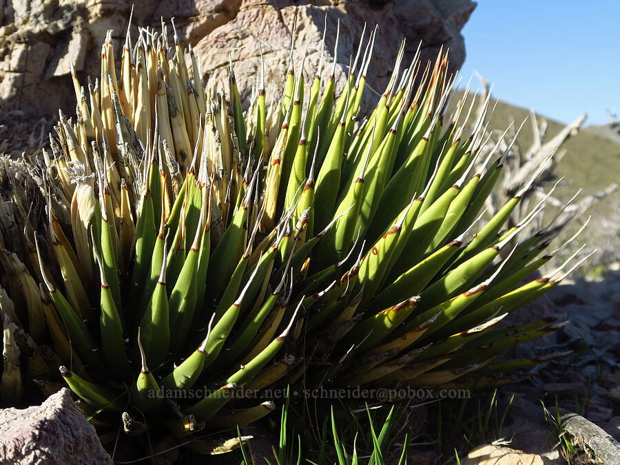 Nevada agave (Agave utahensis var. nevadensis) [Excelsior Mine Road, San Bernardino County, California]
