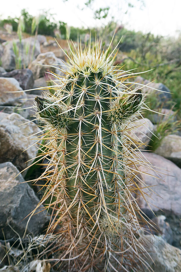 strawberry hedgehog cactus (Echinocereus engelmannii) [Tule Spring, Inyo County, California]