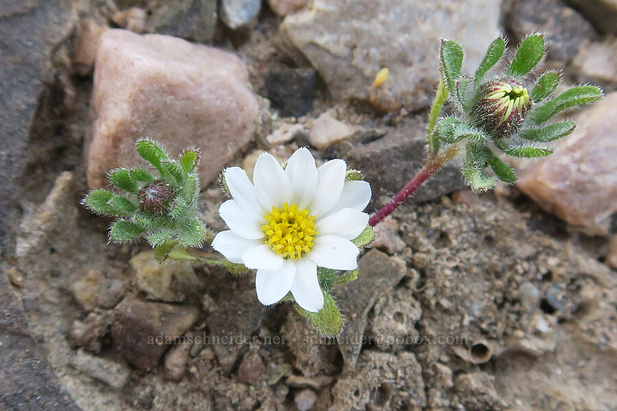 desert-star (Monoptilon sp.) [Tule Spring, Inyo County, California]
