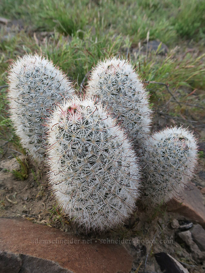 common fish-hook cactus (Mammillaria tetrancistra (Cochemiea tetrancistra)) [Tule Spring, Inyo County, California]