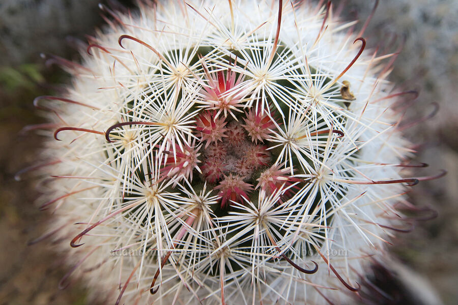 common fish-hook cactus (Mammillaria tetrancistra (Cochemiea tetrancistra)) [Tule Spring, Inyo County, California]