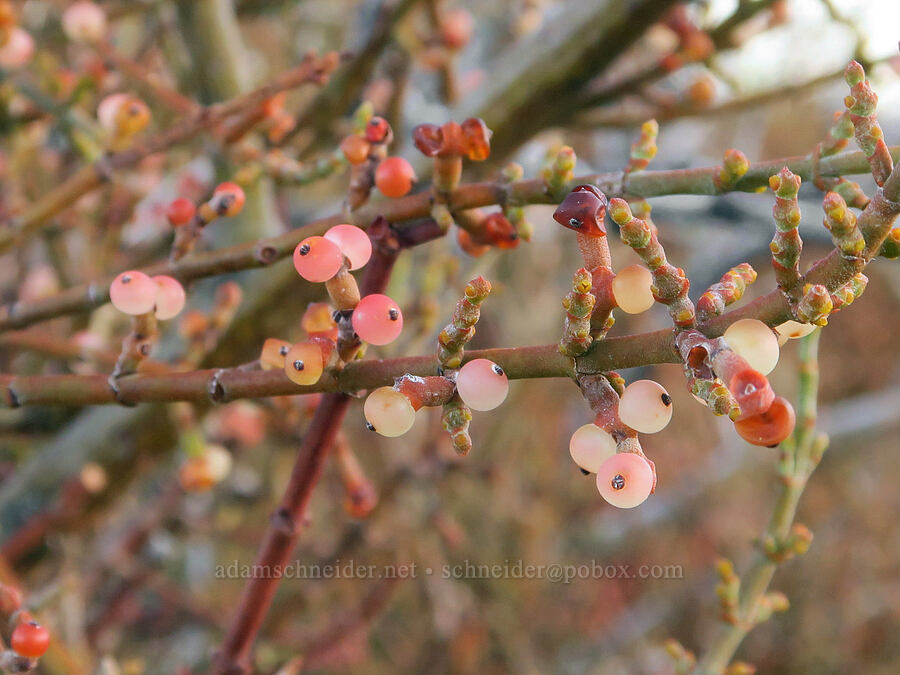 desert mistletoe berries (Phoradendron californicum) [Tule Spring, Inyo County, California]