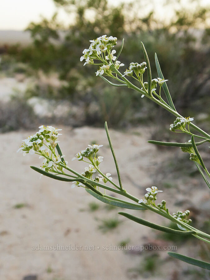 desert pepper-weed (Lepidium fremontii) [Tule Spring, Inyo County, California]
