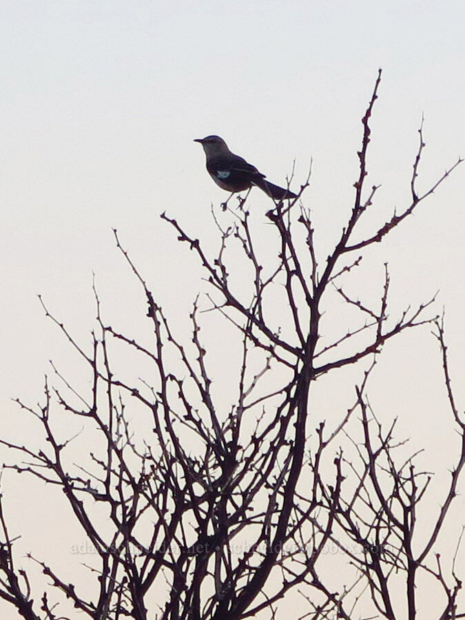 northern mockingbird (Mimus polyglottos) [Tule Spring, Inyo County, California]