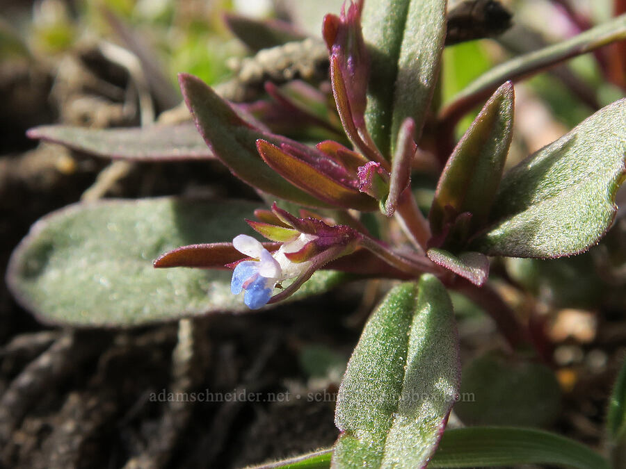 small-flowered blue-eyed-Mary (Collinsia parviflora) [Black Crater Trail, Lava Beds National Monument, Siskiyou County, California]