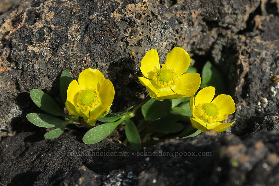 sagebrush buttercups (Ranunculus glaberrimus) [Black Crater Trail, Lava Beds National Monument, Siskiyou County, California]