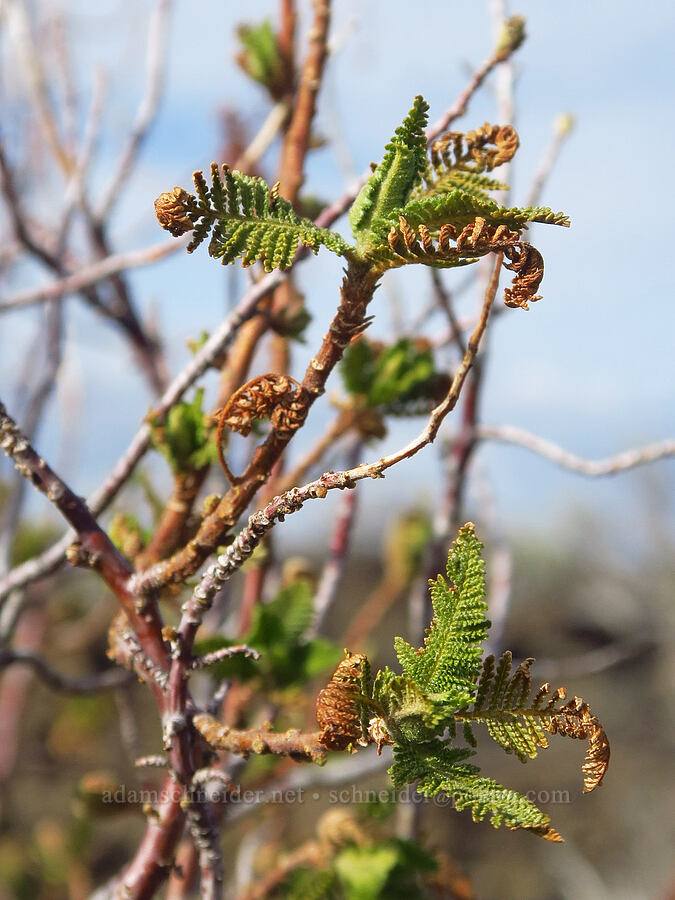 fern-bush leaves (Chamaebatiaria millefolium) [Black Crater Trail, Lava Beds National Monument, Siskiyou County, California]