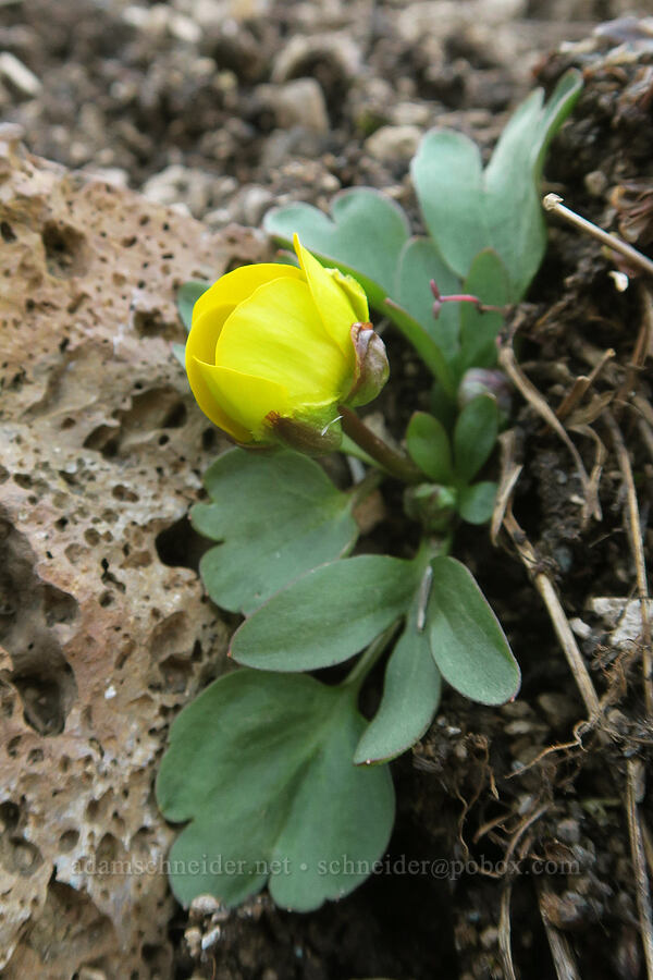 sagebrush buttercup, budding (Ranunculus glaberrimus) [Hopkins Chocolate Cave, Lava Beds National Monument, Siskiyou County, California]