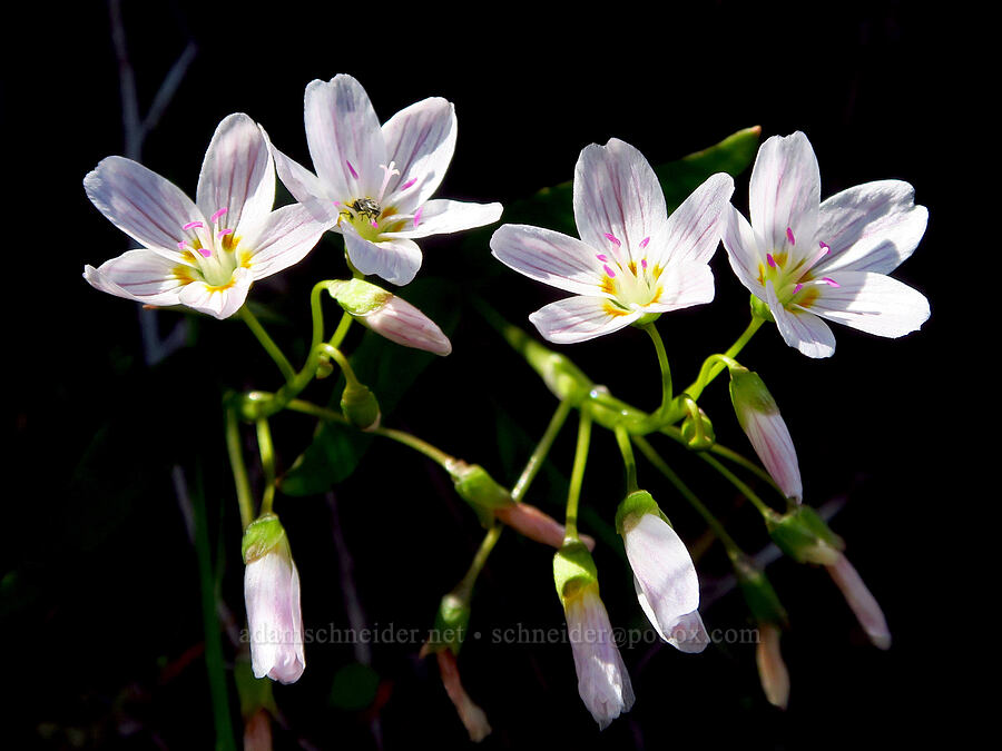lance-leaf spring-beauty (Claytonia lanceolata) [Mill Creek Ridge Preserve, Wasco County, Oregon]