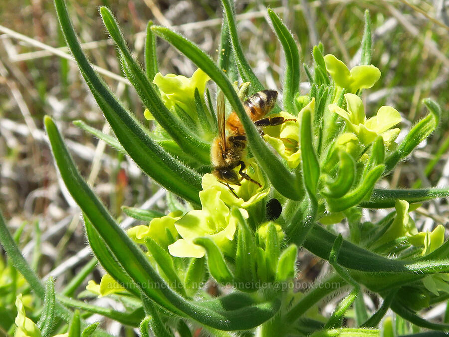 honeybee & Columbia puccoon (Apis mellifera, Lithospermum ruderale) [Mill Creek Ridge Preserve, Wasco County, Oregon]