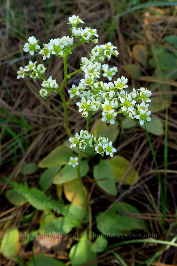 whole-leaf saxifrage (Micranthes integrifolia (Saxifraga integrifolia)) [Mill Creek Ridge Preserve, Wasco County, Oregon]